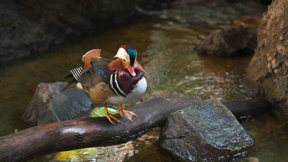 makkar ielts general reading pdf free download